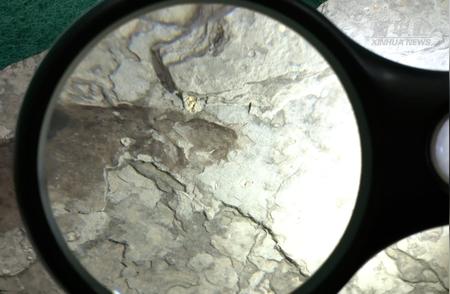 河北首次发现1.34亿年前的孟氏中生鳗化石！
